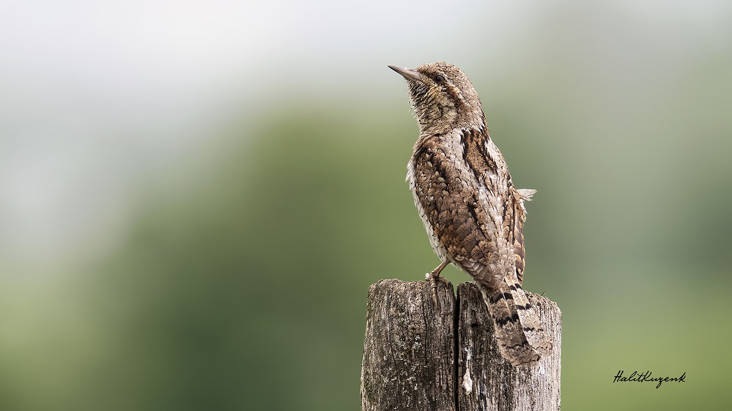 Eurasian Wryneck