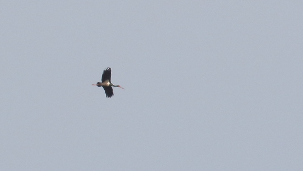 Black Stork