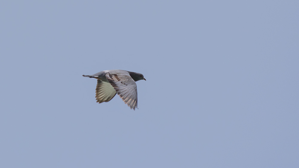Rock Dove