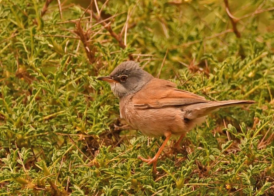 Spectacled Warbler