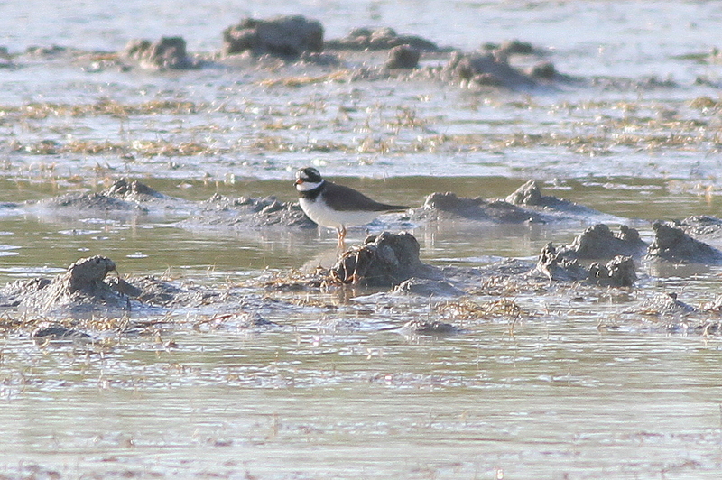 Common Ringed Plover