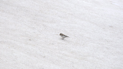 White-winged Snowfinch
