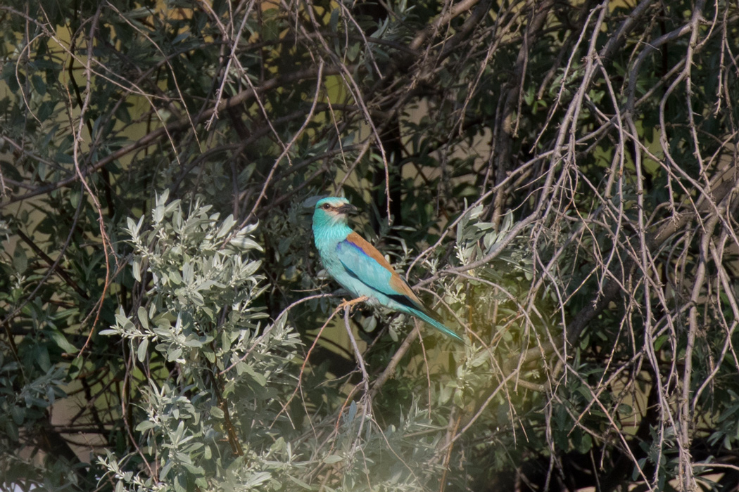 European Roller
