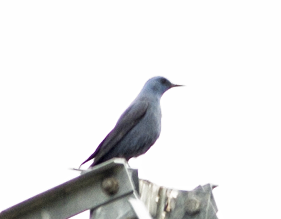 Blue Rock Thrush
