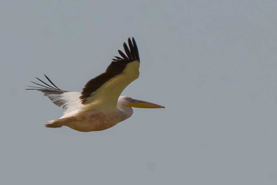 Great White Pelican