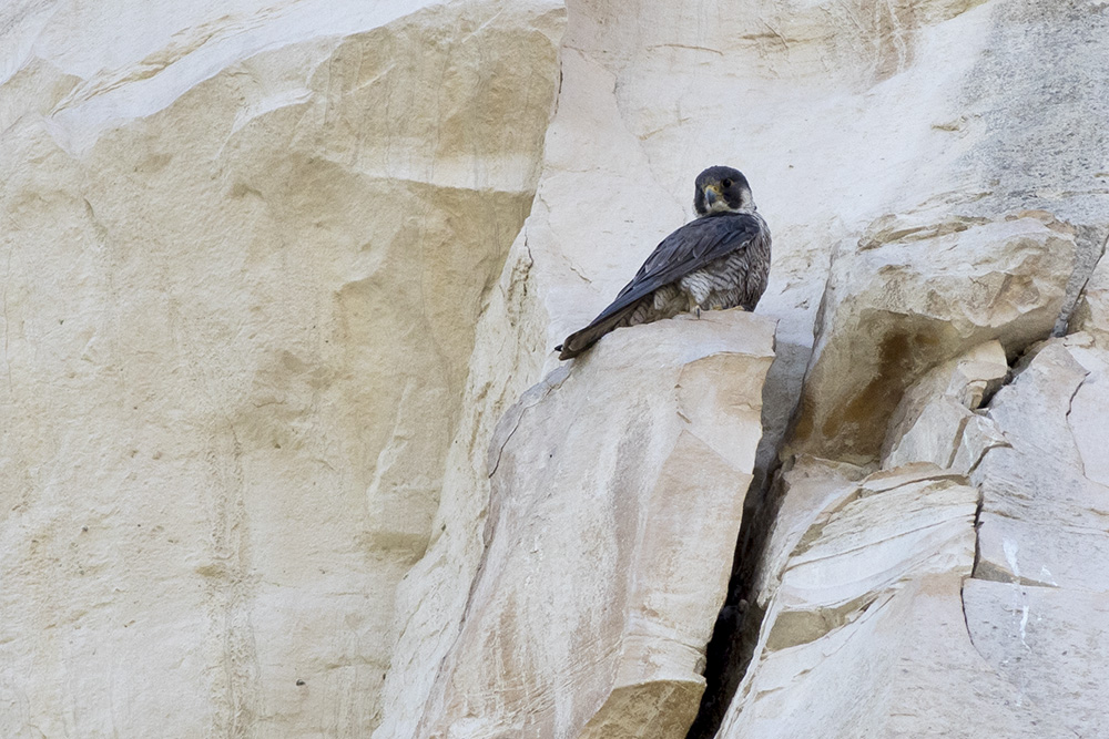 Peregrine Falcon