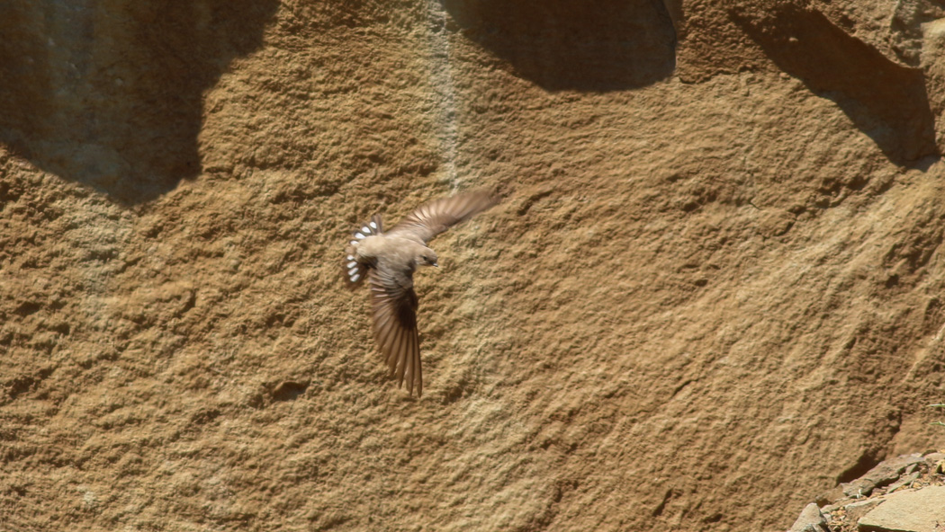 Eurasian Crag Martin