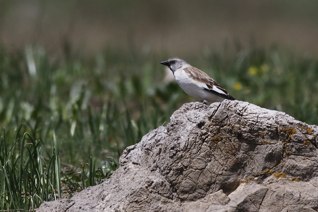 White-winged Snowfinch