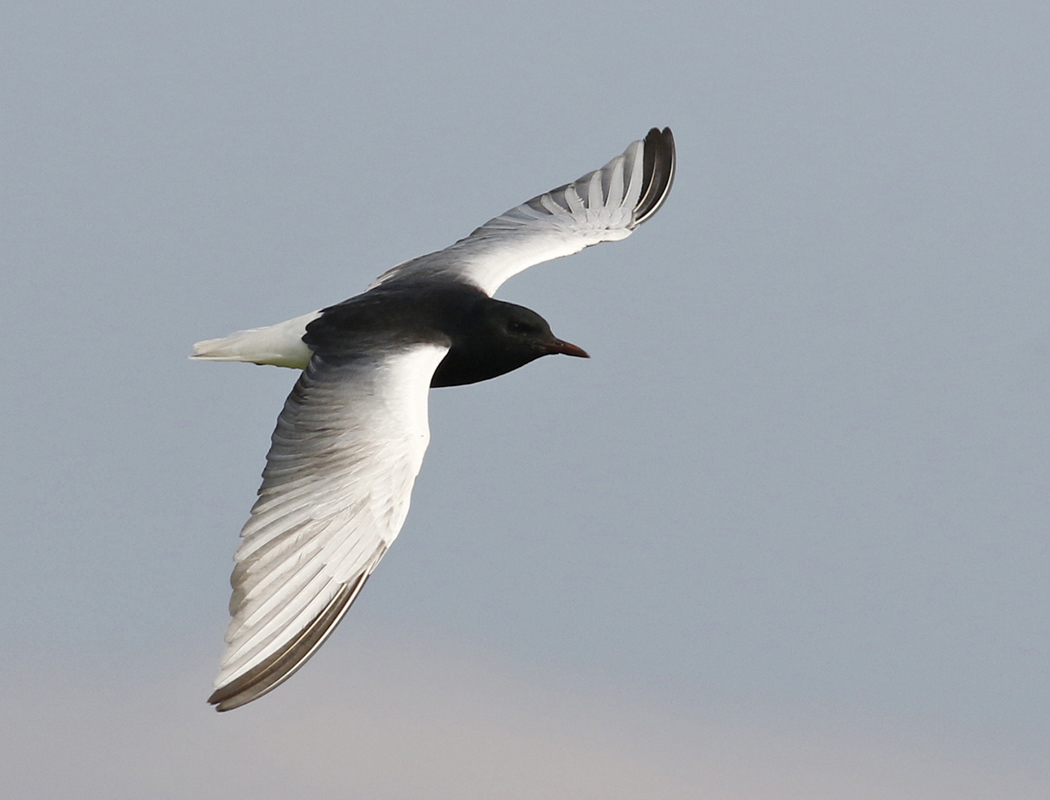White-winged Tern