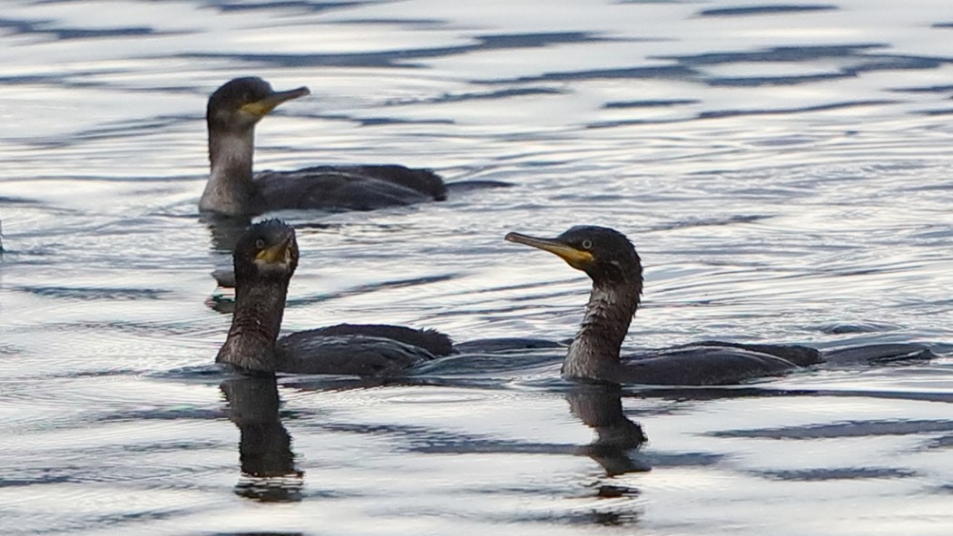 European Shag