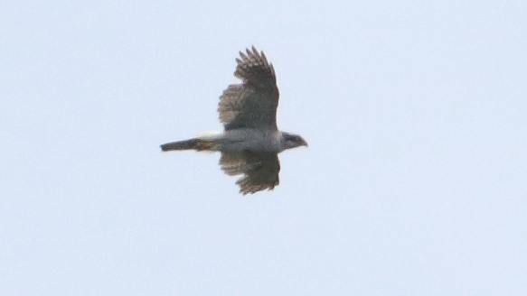 Eurasian Goshawk