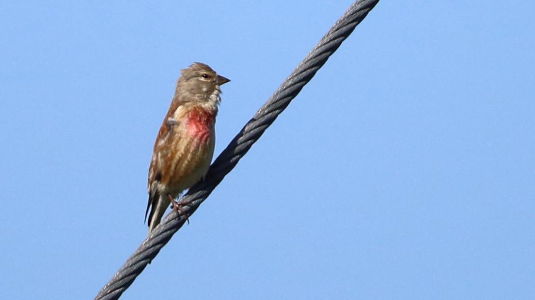 Common Linnet