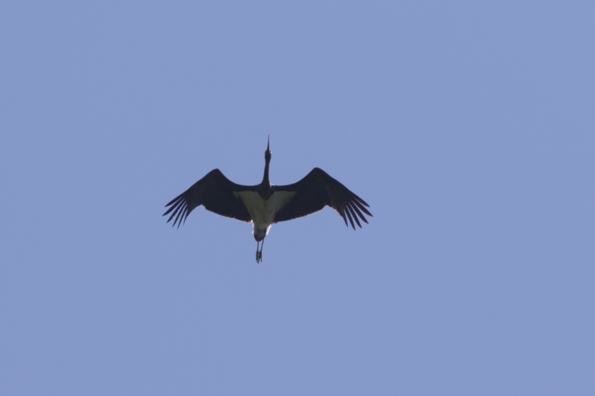 Black Stork