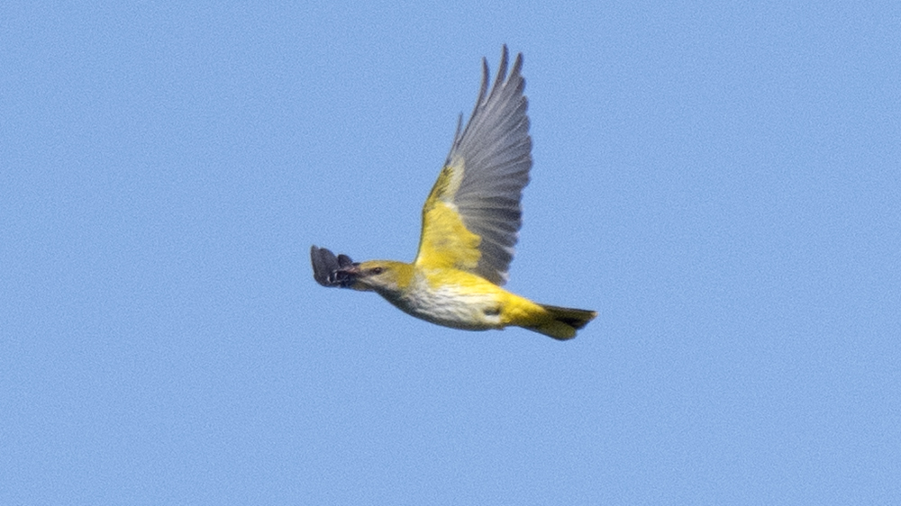 Eurasian Golden Oriole