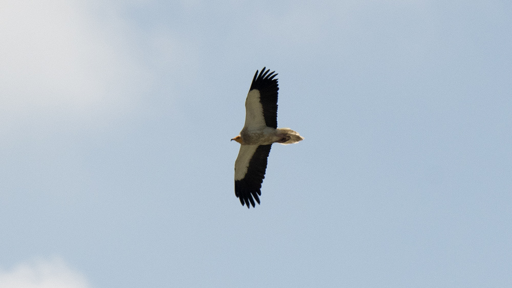Egyptian Vulture