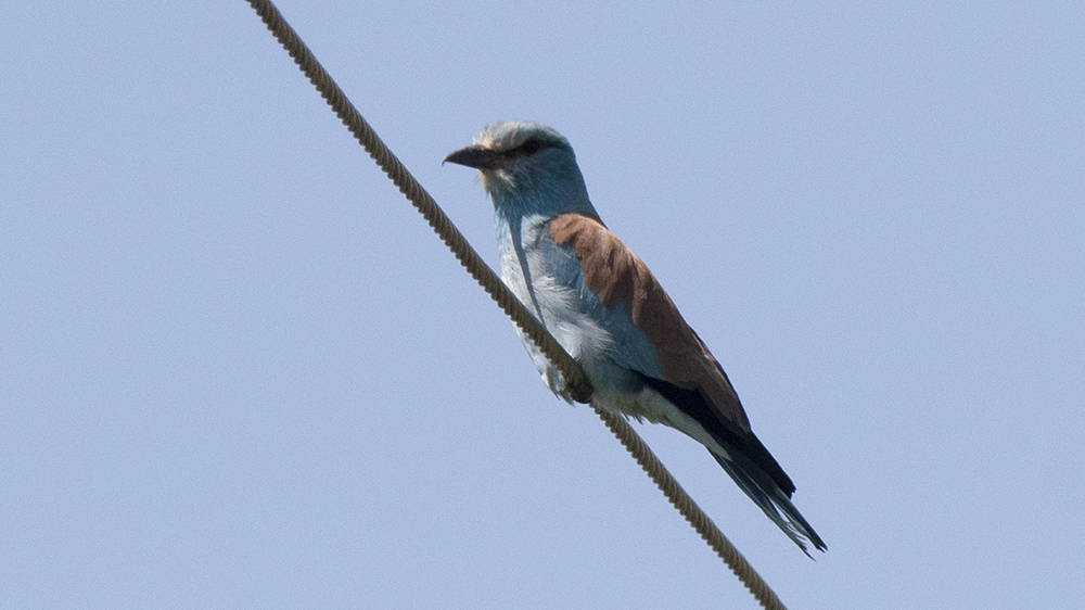 European Roller