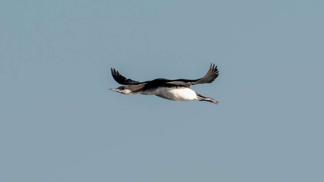 Black-throated Loon