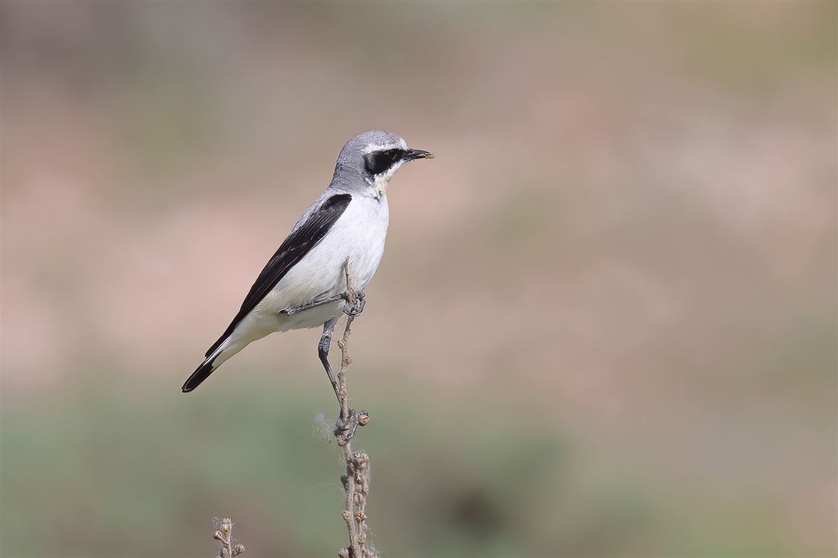 Northern Wheatear