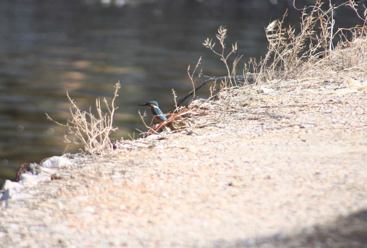 Common Kingfisher