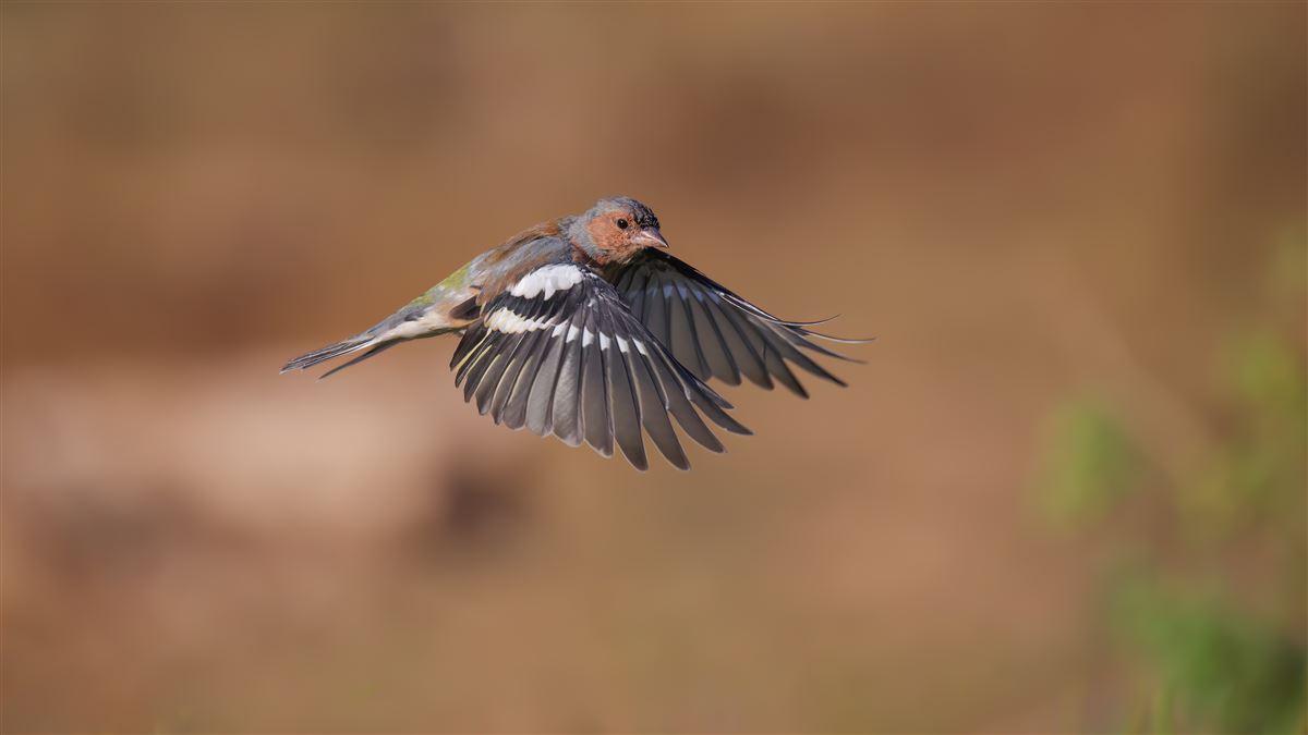 Eurasian Chaffinch
