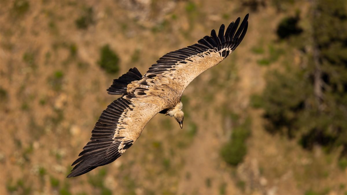 Griffon Vulture