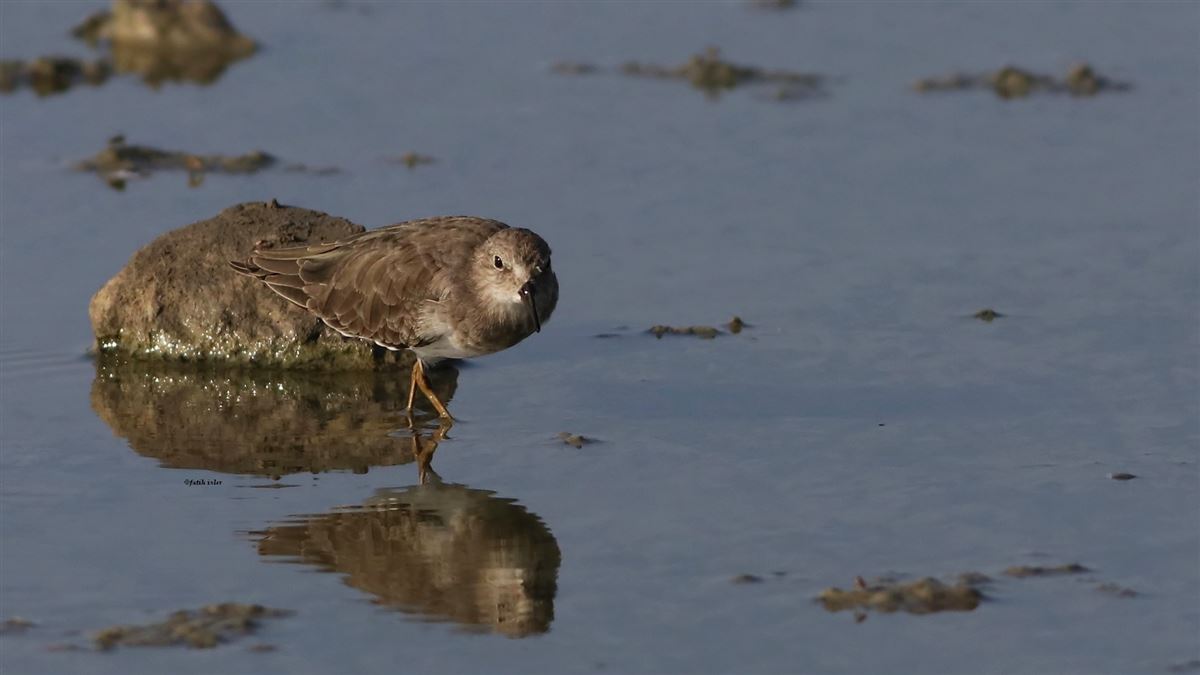 Temminck`s Stint