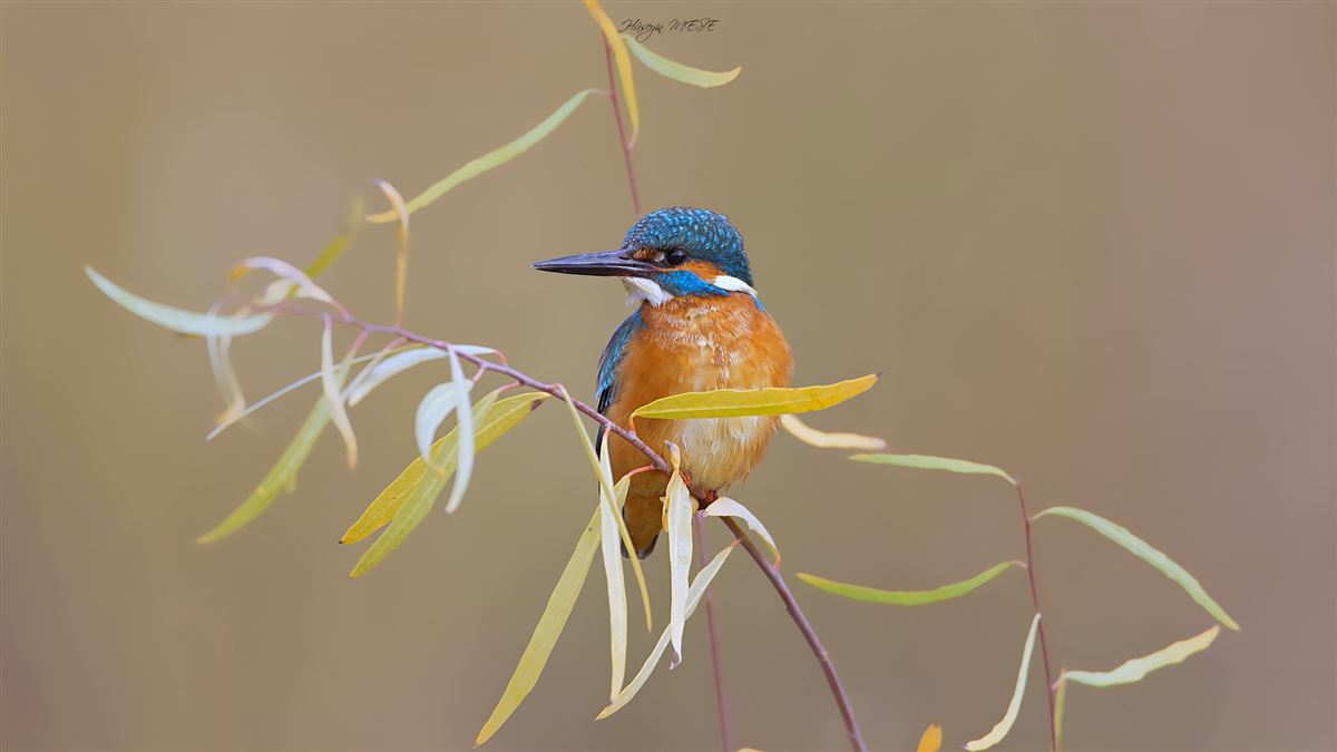 Common Kingfisher