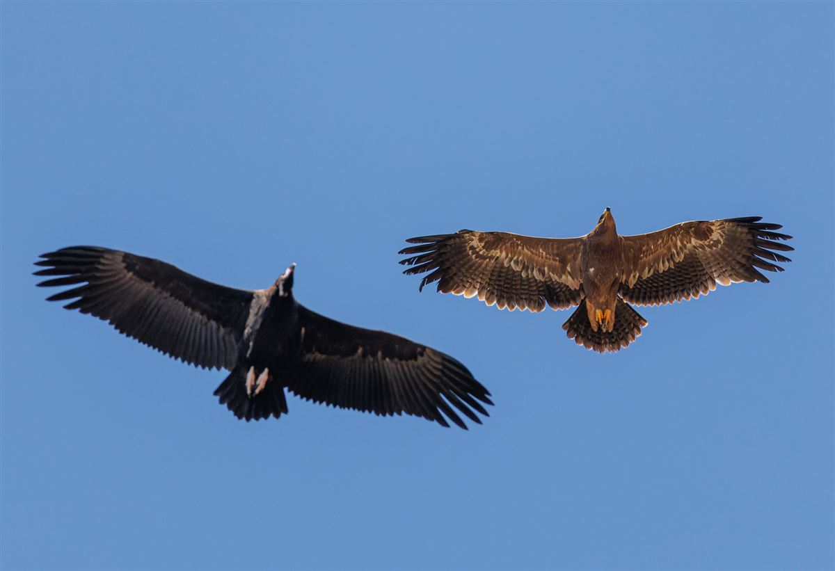 Steppe Eagle