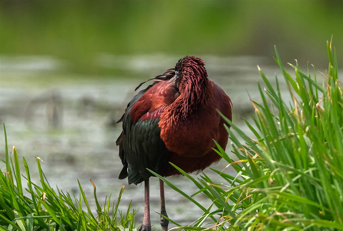 Glossy Ibis
