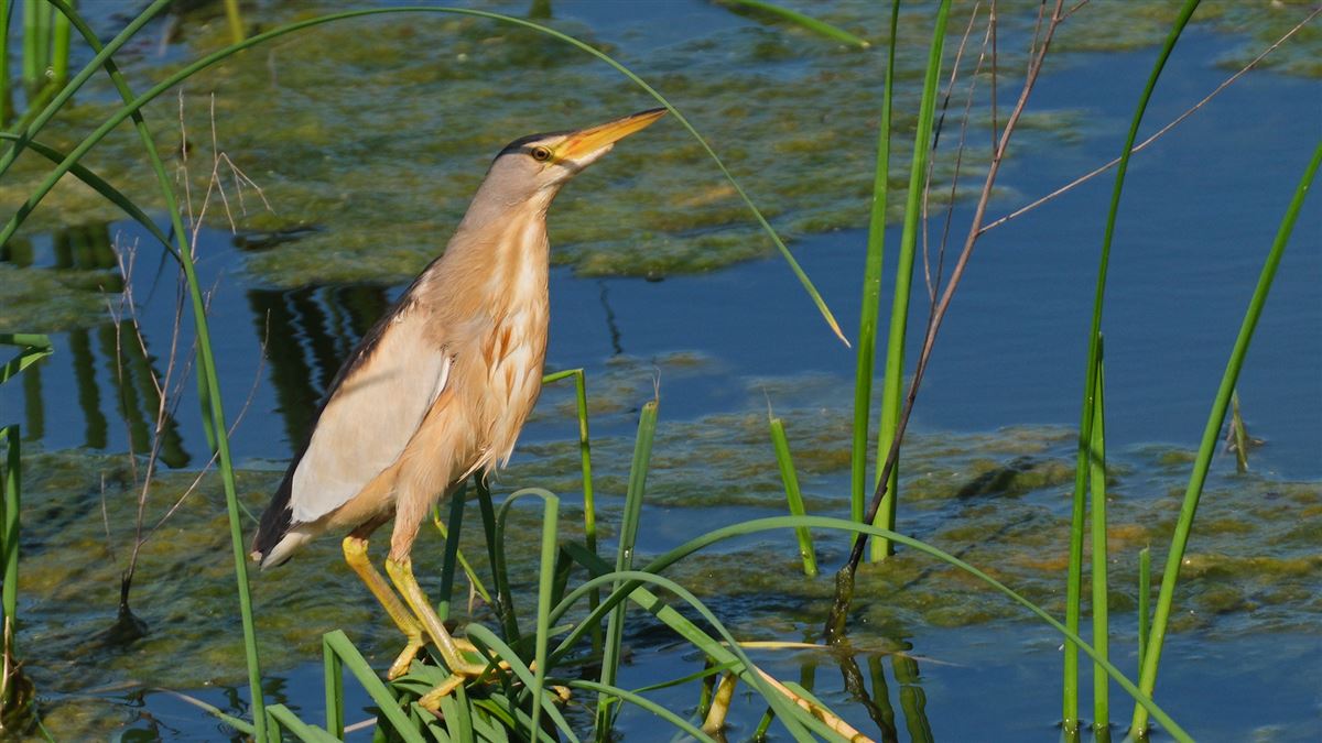 Little Bittern