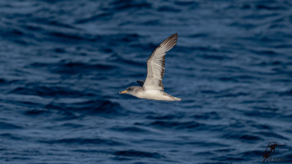 Scopoli`s Shearwater