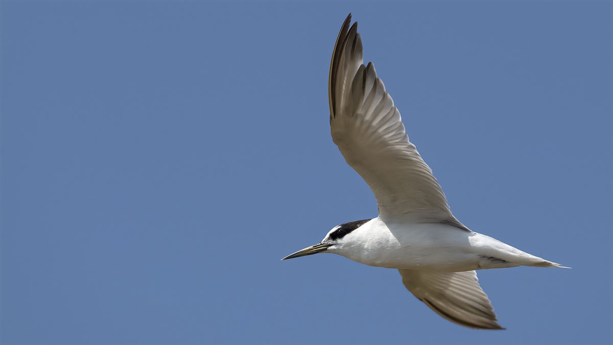 Little Tern