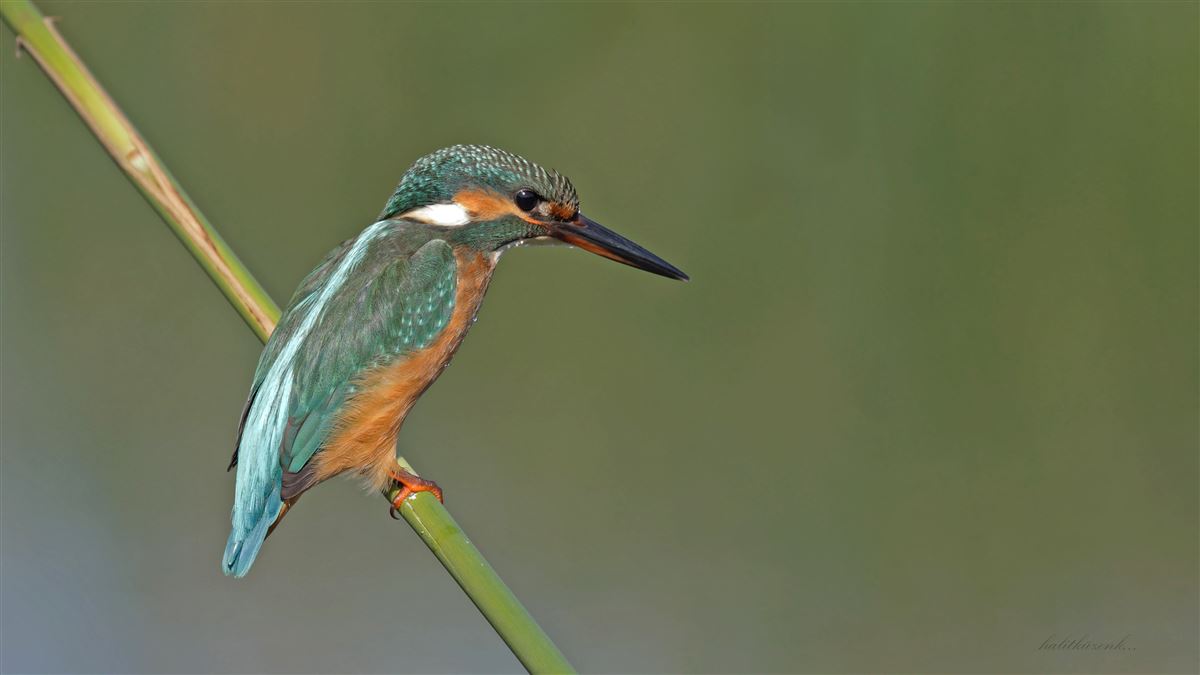 Common Kingfisher