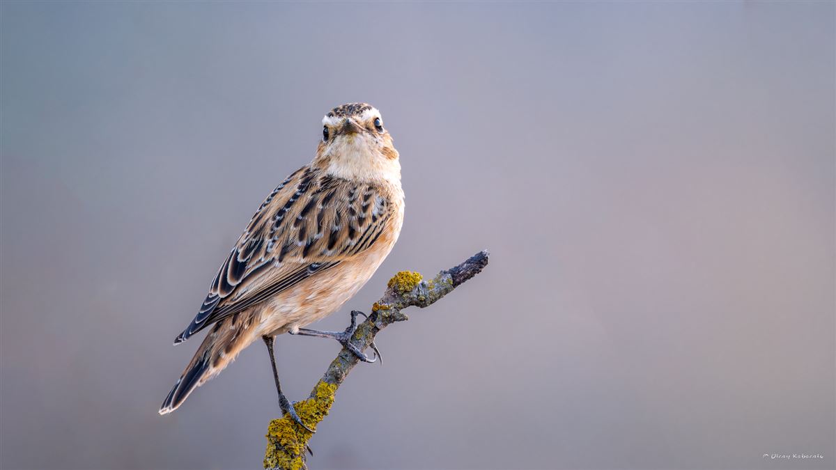 Whinchat