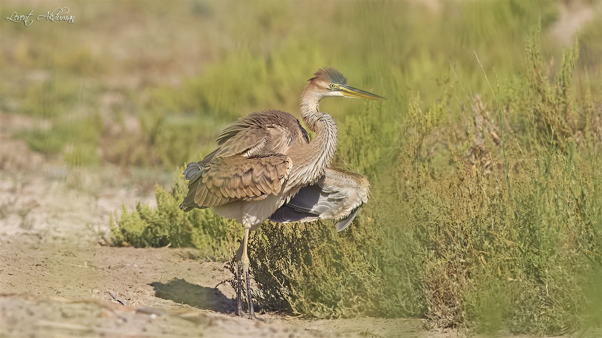 Purple Heron