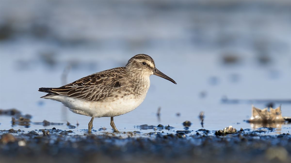 Broad-billed Sandpiper