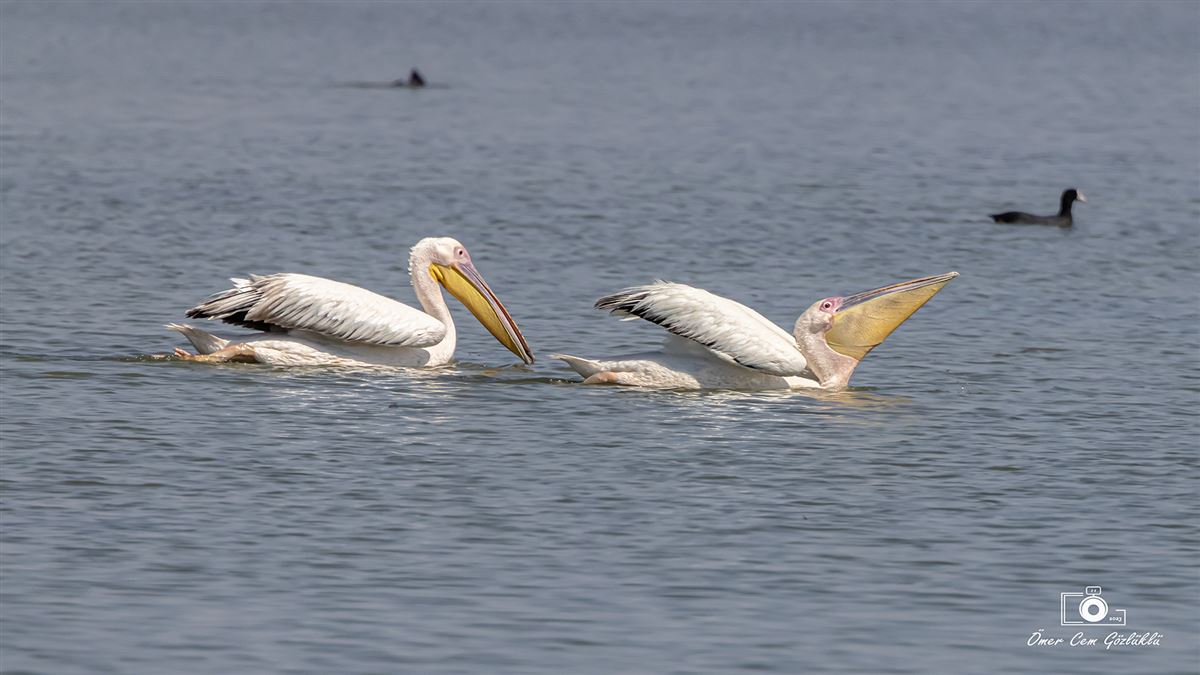 Great White Pelican