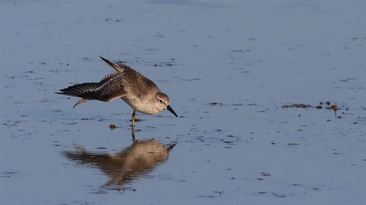 Red Knot