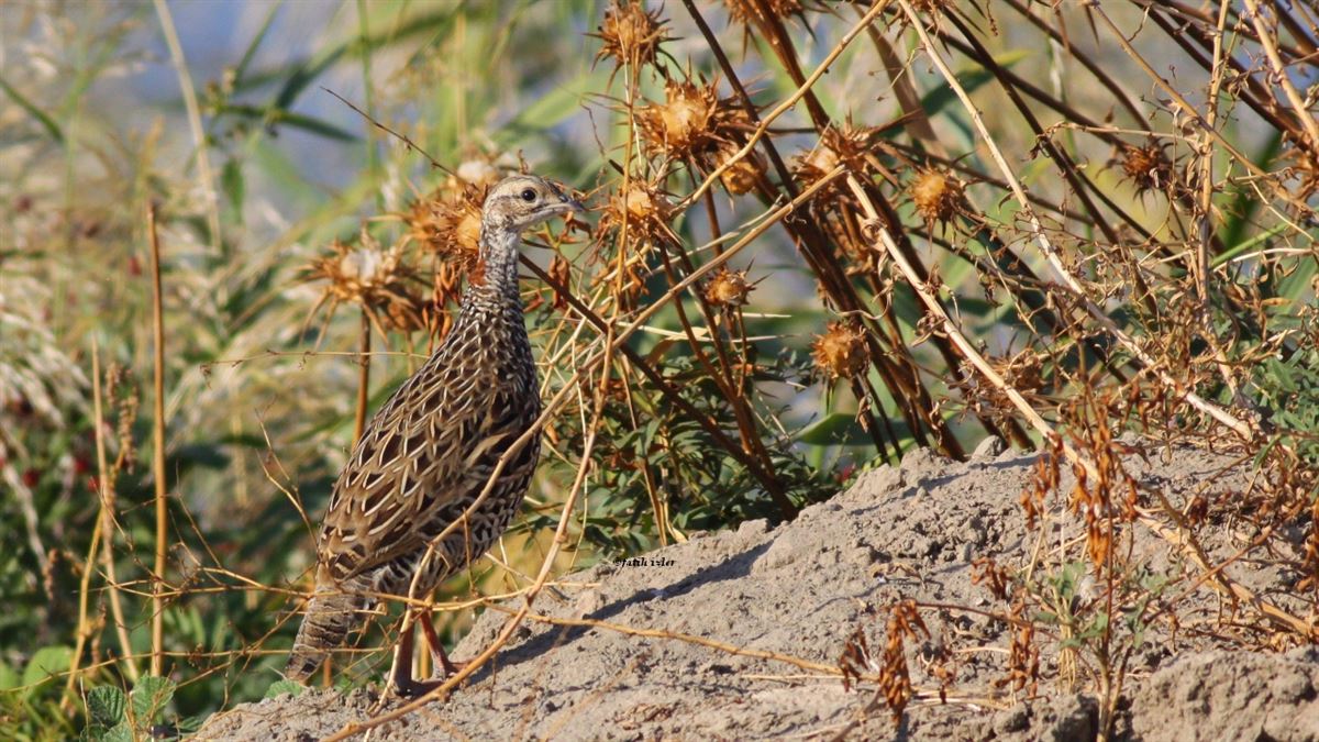 Black Francolin