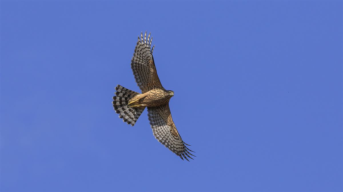 Eurasian Goshawk