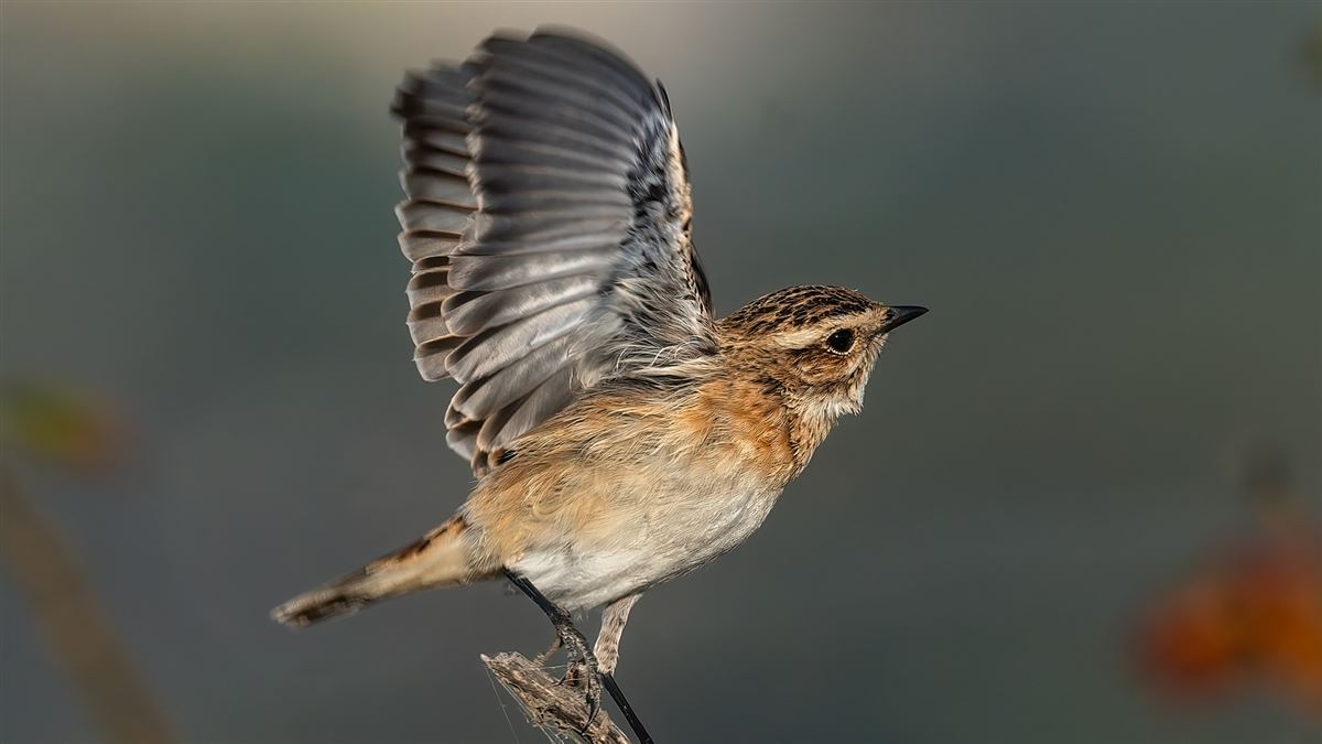 Whinchat