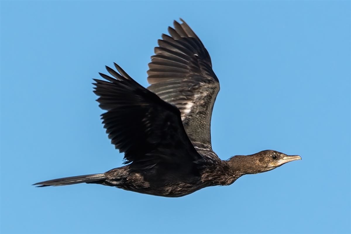 Pygmy Cormorant