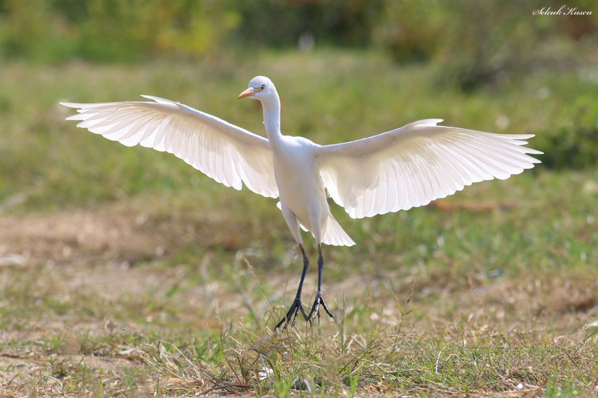 Western Cattle Egret