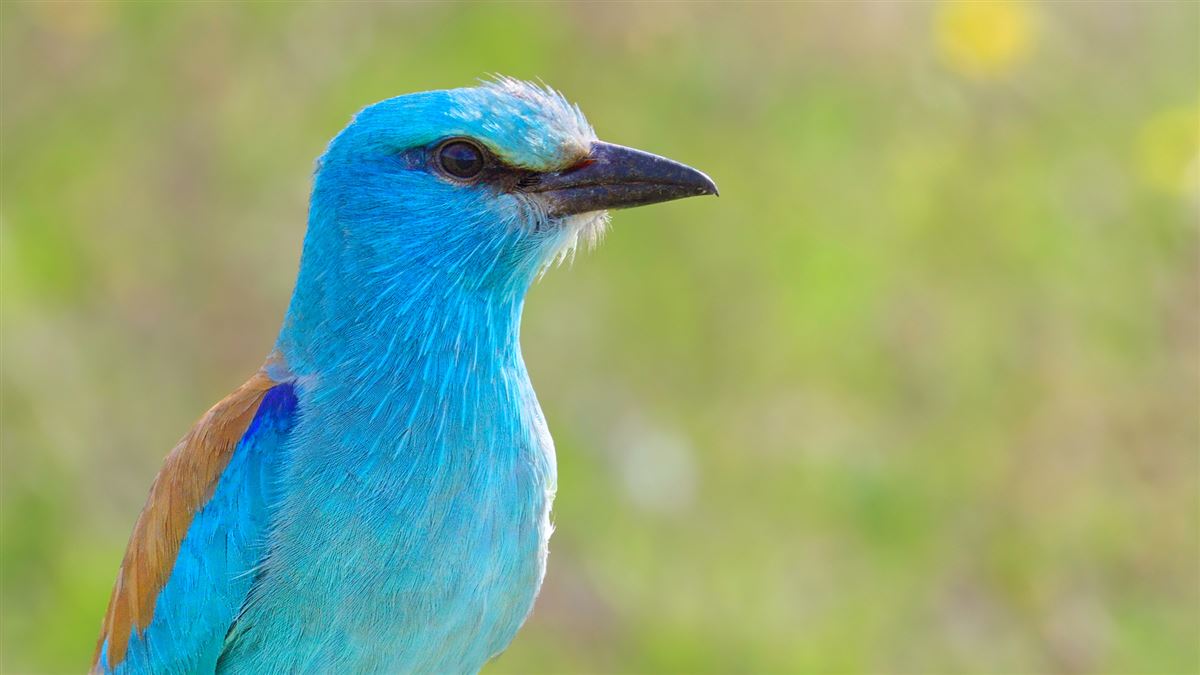 European Roller