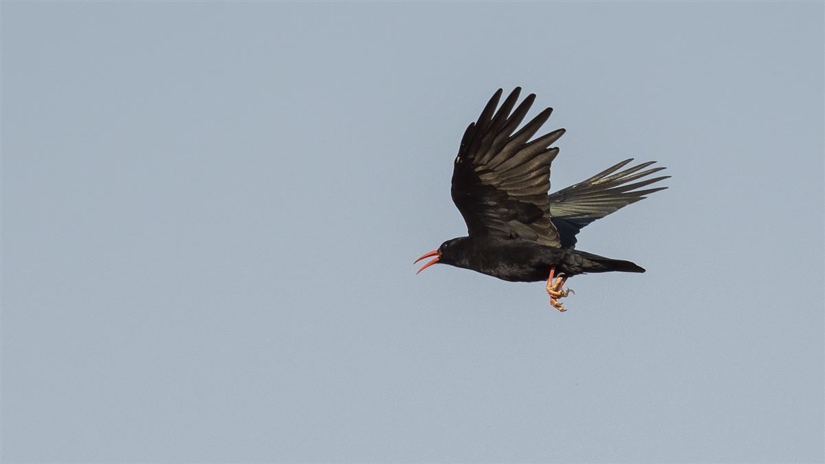 Red-billed Chough