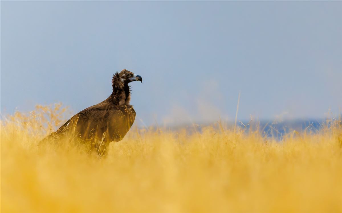 Cinereous Vulture