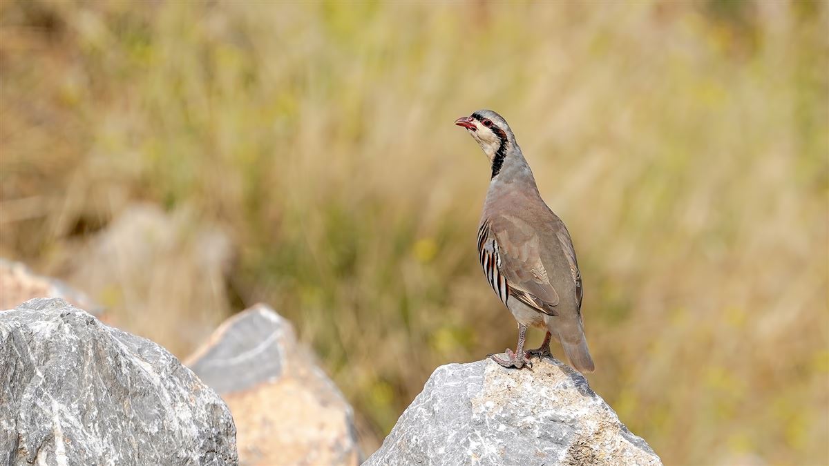 Chukar Partridge