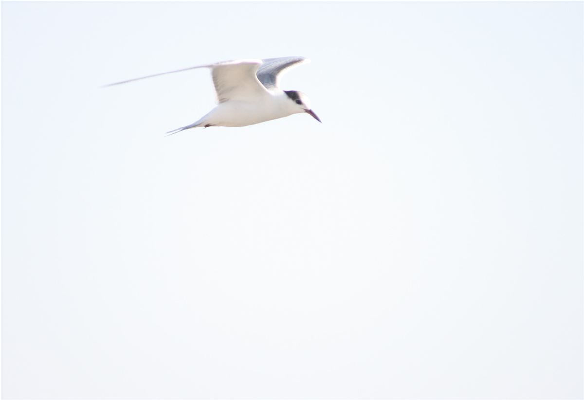 Common Tern