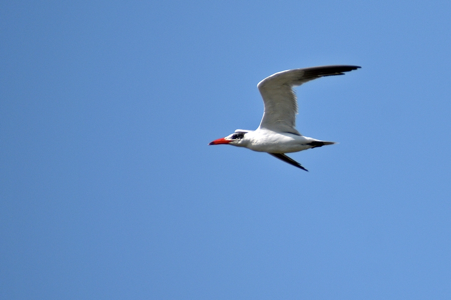 Caspian Tern