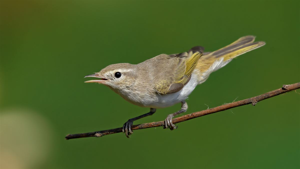 Eastern Bonelli`s Warbler